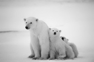 Polar She-bear With Cubs