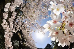 Japanese Sakura Blossom