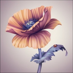 Poppy Flower Illustration
