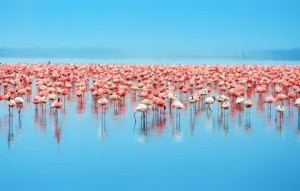 Flocks of Flamingo